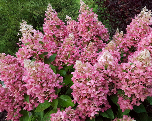 Гортензия метельчатая Пинк Куин (Hydrangea paniculata Pink Queen)