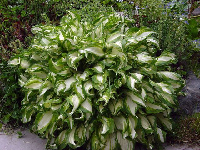 Хоста волнистая Медиовариегата (Hosta undulata Mediovariegata) 