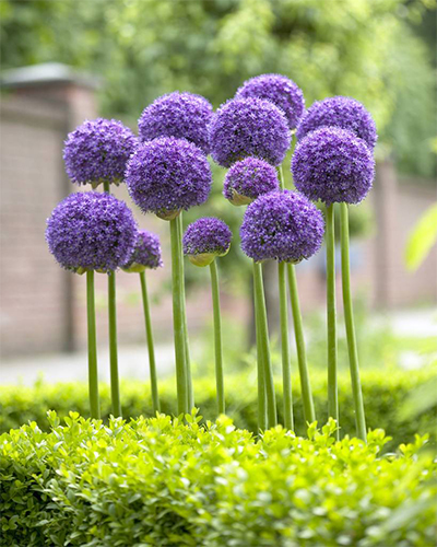 Аллиум / Лук декоративный Гладиатор (Allium Gladiator)