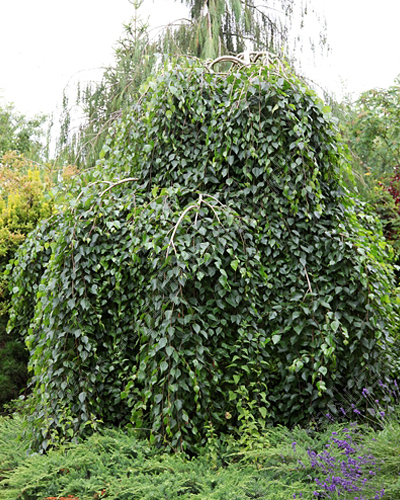 Береза полезная Лонг Транк (Betula utilis Long Trunk)