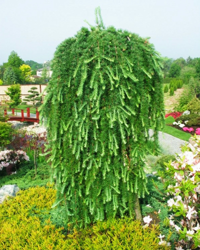 Лиственница японская Стифф Випер (Larix kaempferi Stiff Weeper)