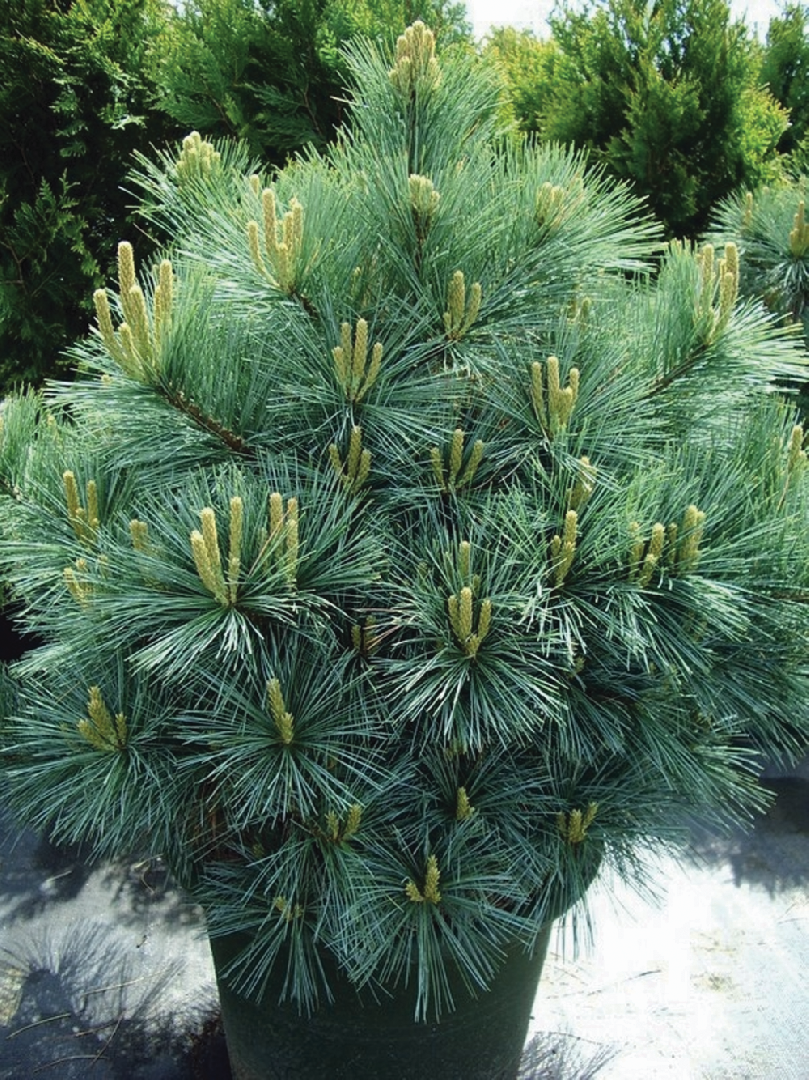 Сосна веймутова Радиата (Pinus strobus Radiata)