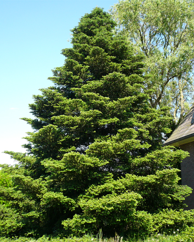 Пихта корейская (Abies koreana)