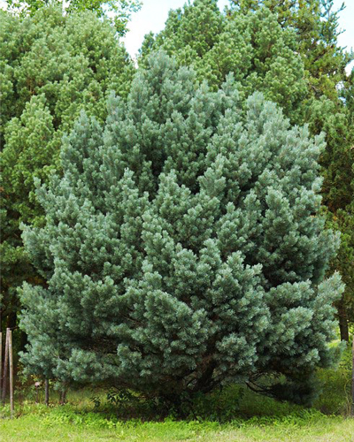 Сосна обыкновенная Ватерери (Pinus sylvestris Watereri) 