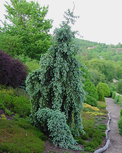 Псевдотсуга мензиса Пендула (Pseudotsuga menziesii Pendula)