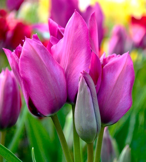 Тюльпан Bunch-Flowering Purple Bouquet
