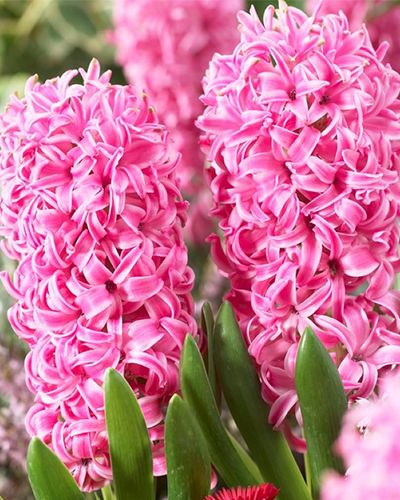 Гиацинт Pink Pearl