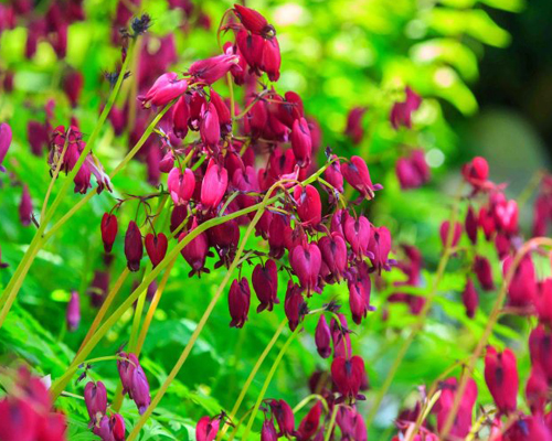 Дицентра красивая Бэкхенел (Dicentra formosa Baacchanal)