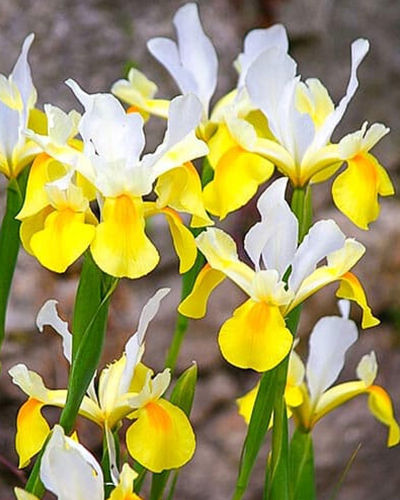 Ирис hollandica White/Yellow