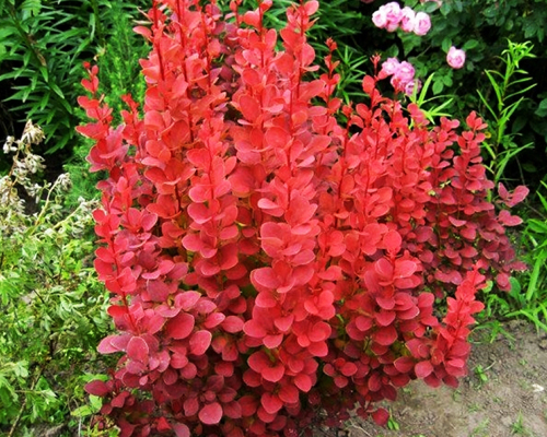 Барбарис тунберга Оранж Рокет (Berberis thunbergii Orange Rocket)