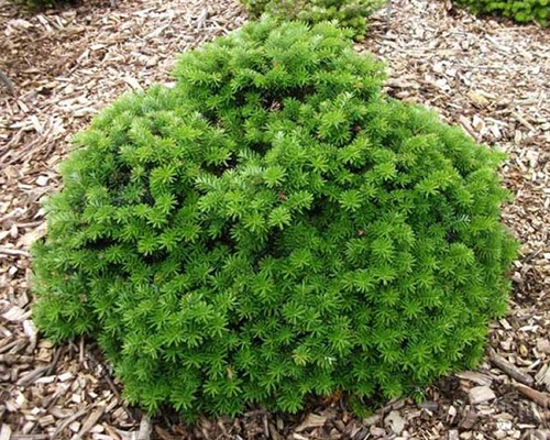 Пихта корейская Кис (Abies koreana Cis)