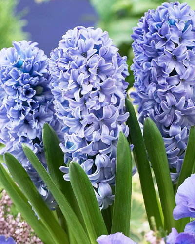 Гиацинт Delft Blue