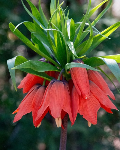 Фритиллярия (рябчик) Rubra