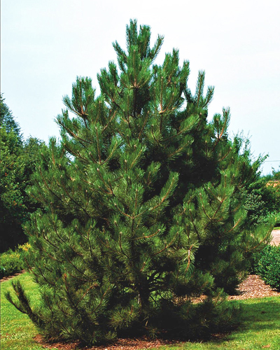 Сосна черная австрийская (Pinus nigra austriaca)