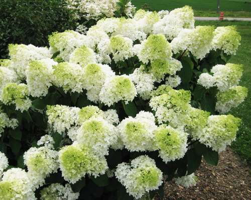 Гортензия метельчатая Фантом (Hydrangea paniculata Phantom)