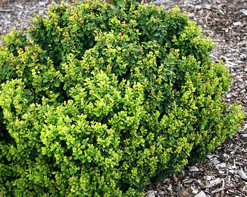 Барбарис тунберга Грин Клауд (Berberis thunbergii Green Cloud)
