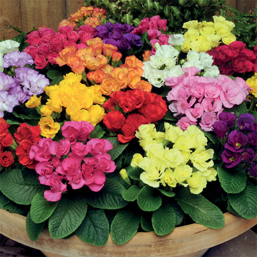 Примула (Primula vulgaris)