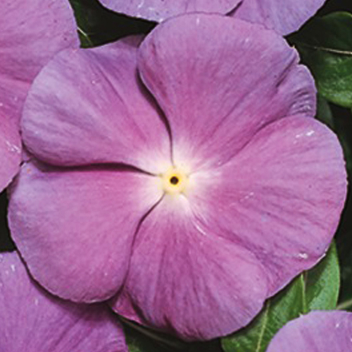 Катарантус Хитвейв Блю виз Ай (Catharanthus Heatwave Blue with Eye)