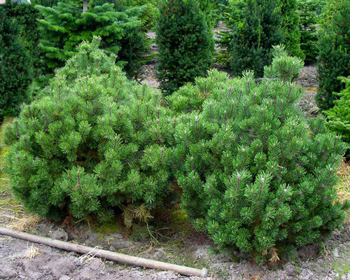 Сосна горная Гном (Pinus mugo Gnom) 