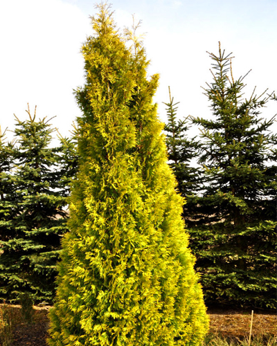 Туя западная Еллоу Риббон (Thuja Occidentalis Yellow Ribbon)