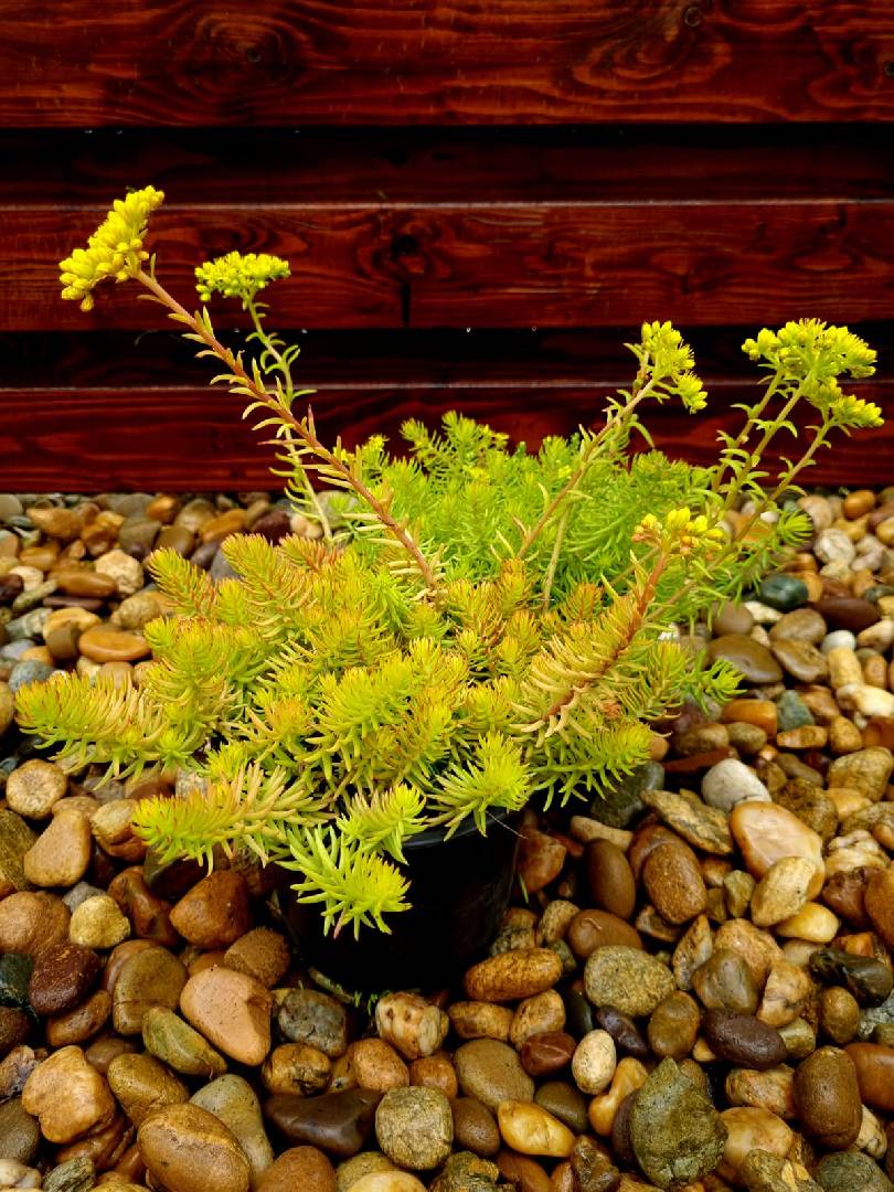 Седум отогнутый Ангелина (Sedum reflexum Angelina)