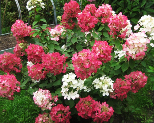 Гортензия метельчатая Пинк Даймонд (Hydrangea paniculata Pink Diamond)