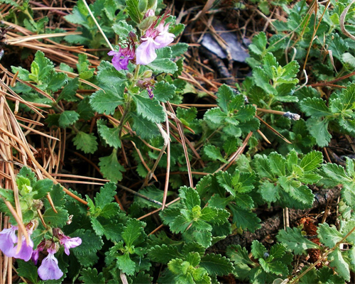 Дубровник обыкновенный (Teucrium chamaedrys)