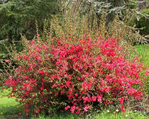 Хеномелес (Айва) прекрасный Пинк Леди (Chaenomeles superba Pink Lady)