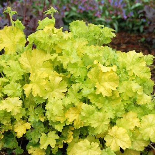 Гейхера Цитронелла (Heuchera Citronelle)