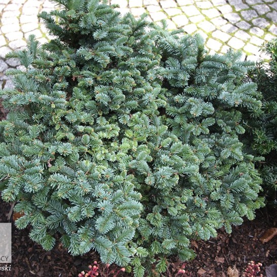 Пихта благородная Прокумбенс (Abies procera Procumbens)