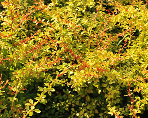 Барбарис тунберга Голден Дрим (Berberis thunbergii Golden Dream)