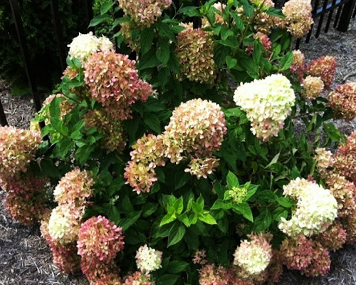 Гортензия метельчатая Перл де Фестиваль (Hydrangea paniculata Perle de Festival)