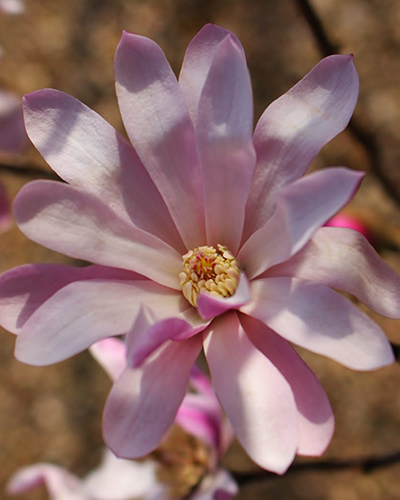Магнолия лебнера Леонард Мессель (Magnolia loebneri Leonard Messel)