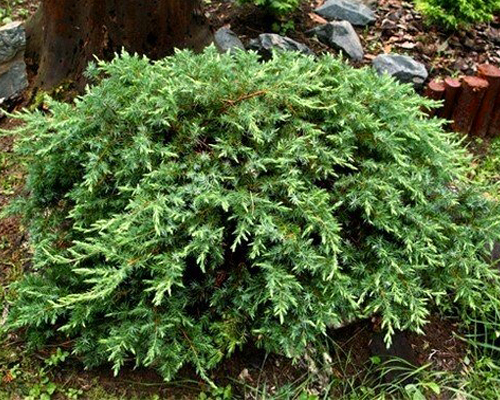 Можжевельник прибрежный Шлягер (Juniperus conferta Schlager)