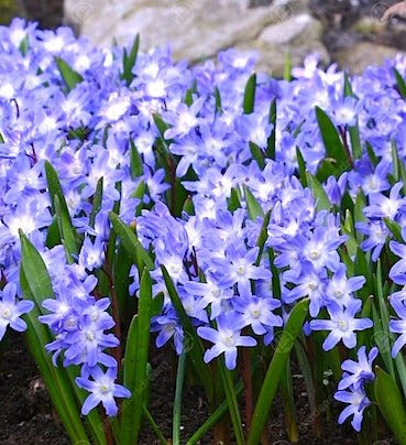 Хионодокса Forbesii Blue Giant
