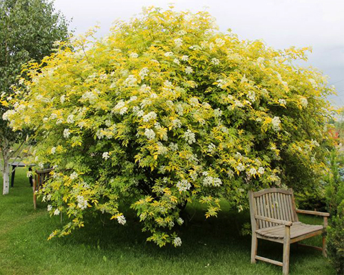 Бузина черная Ауреа (Sumbucus nigra Aurea)