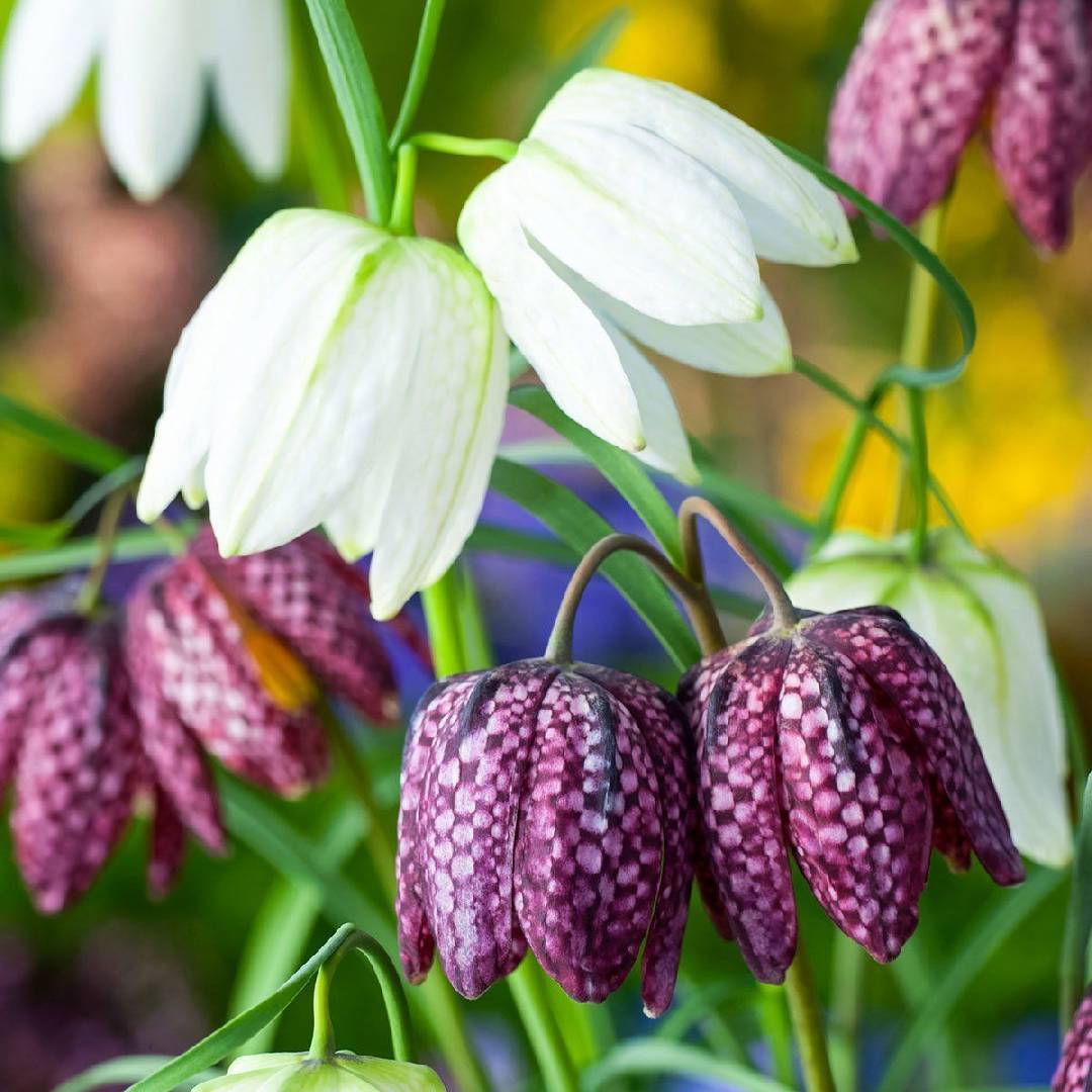 Рябчик шахматный Микс (Fritillaria meleagris Mix)