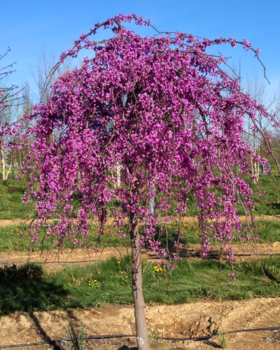 Церцис канадский Лавендер Твист (Cercis canadensis Lavender Twist)
