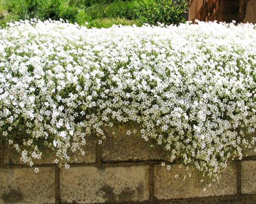 Ясколка (Cerastium)