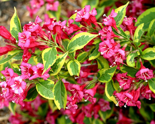 Вейгела цветущая Бригела (Weigela florida Brigela)