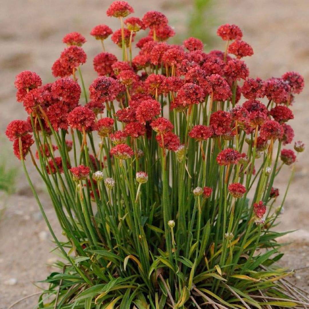 Armeria pseudarmeria Ballerina Red