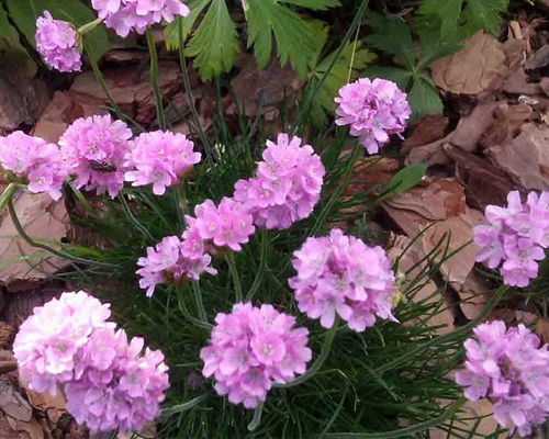 Армерия приморская Рошен (Armeria maritima Roeschen)