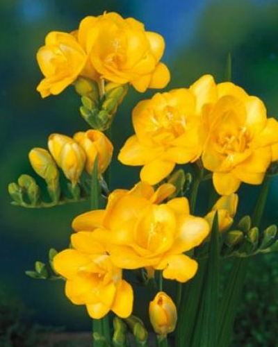 Фрезия Double Yellow