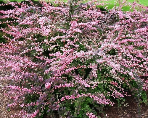 Барбарис тунберга Розетта (Berberis thunbergii Rosetta)