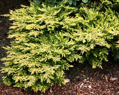 Можжевельник обыкновенный Голдшатц (Juniperus communis Goldschatz)