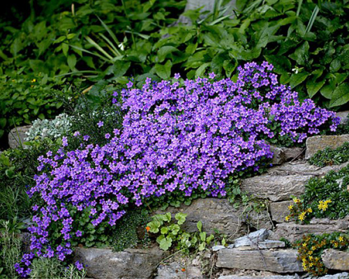 Колокольчик Пожарского (Campanula poscharskyana)