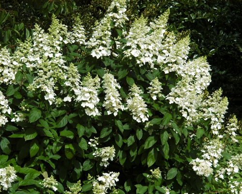 Гортензия метельчатая Левана (Hydrangea paniculata Levana)