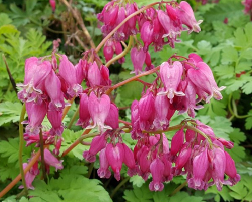 Дицентра красивая Лакшариэнт (Dicentra formosa Luxuriant)