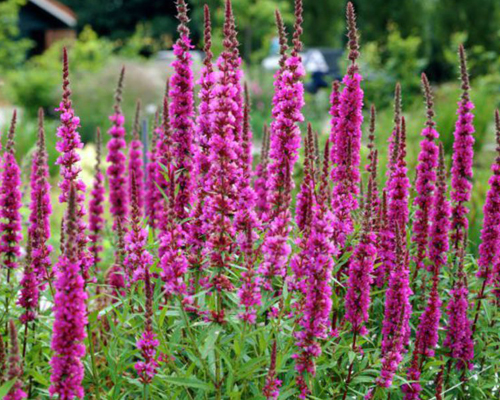 Дербенник иволистный Розовый жемчуг (Lythrum salicaria Rosy gem)