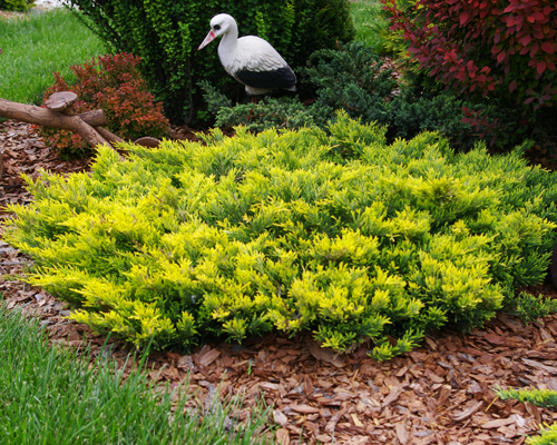 Можжевельник горизонтальный Лаймглоу (Juniperus horizontalis Limeglow)